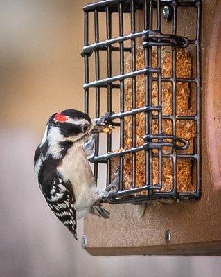 Male Downy Woodpecker!