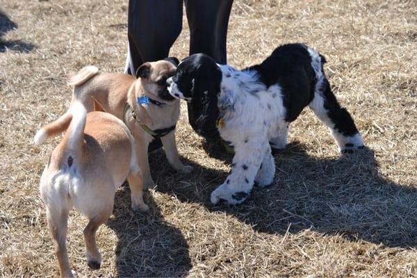 It's Dylan checking out a different dog.