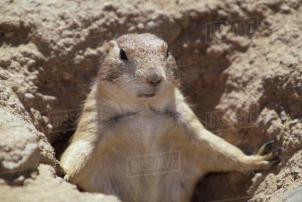 Harris ground squirrel.