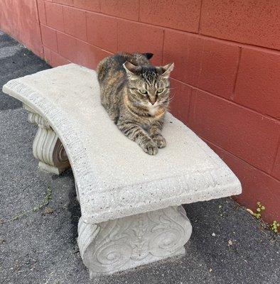 Uriah the store cat and greeter