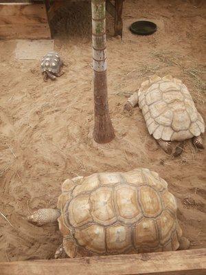 Home to large turtles.