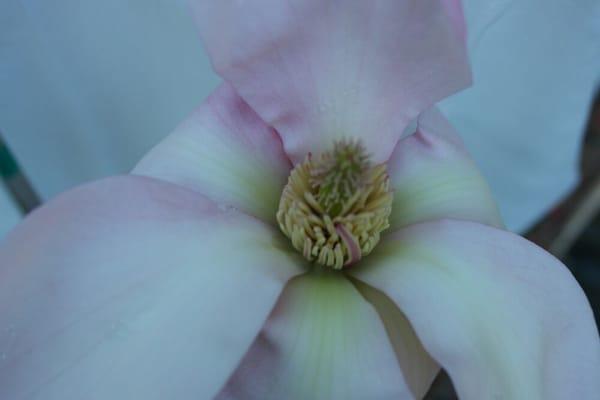 'Blushing Belle' Magnolia