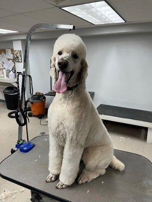 The best groomers!!!!