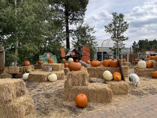 lots of hay in the pumpkin patch