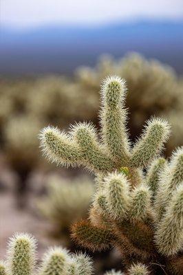 Cholla Cactus Garden - Joshua Tree National Park