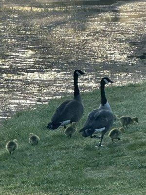 Geese babies are out for a stroll