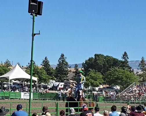 Rodeo clown standing on the saddles of two beautiful Clydesdales horses walking side by side.