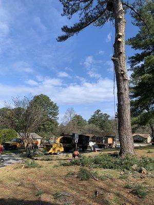 tree removal