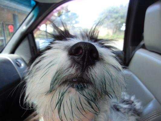 Izzy loves black licorice ice cream!