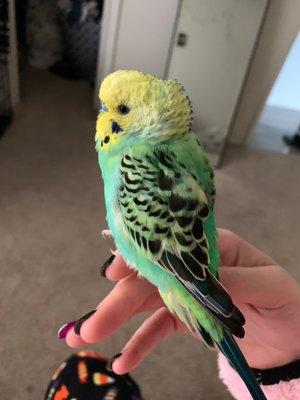 Kiwi(parakeet)