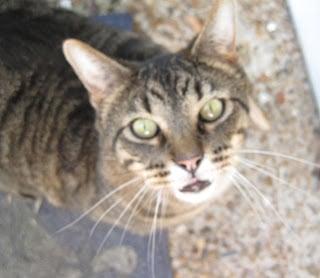 You'll be greeted by our shop cat, Walter J. Cat!