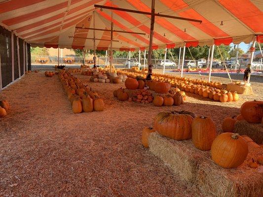 Pumpkins Squash Gourds Bounce Houses Painting Carving