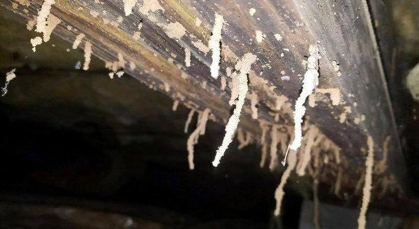 Termite shelter tubes found during a home inspection!