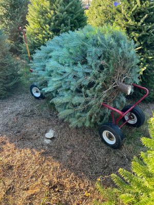 Wyckoff's Christmas Tree Farm