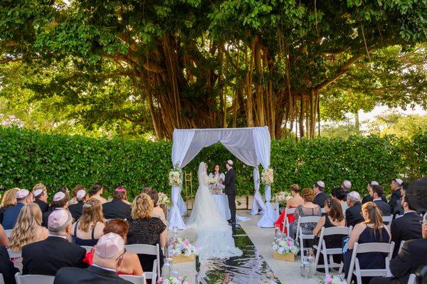 beautiful banyan tree coral gables