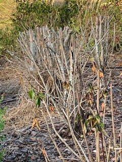 Dead plants not being removed