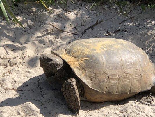 Gopher tortoise