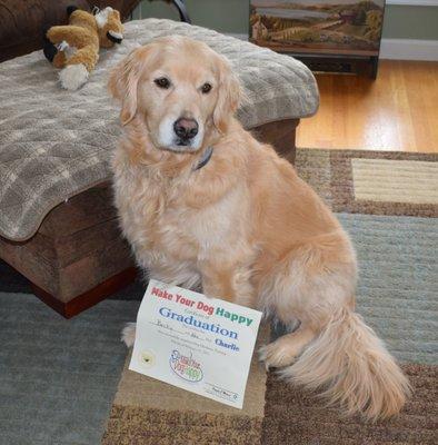 Golden Retriever Charlie