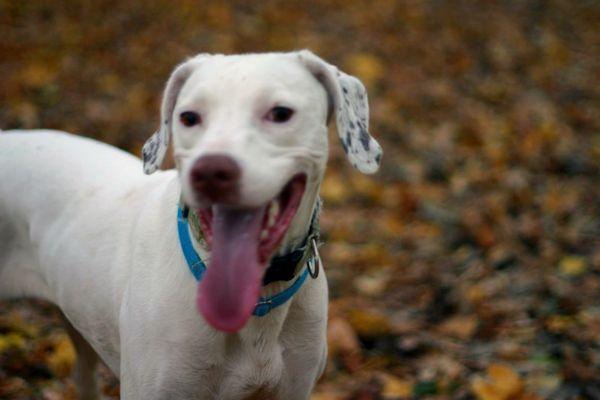 This is a happy dog.