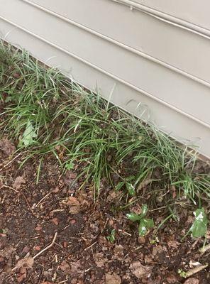 When they spray painted the wall, they just painted over the lirope grass, the wall has paint gaps where the plants were painted.