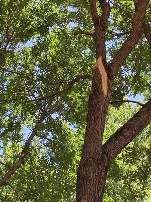 Damage to tree