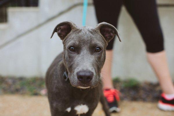 A beautiful pup at Stray Rescue Of St. Louis.