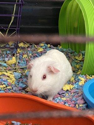 Baby Guinea Pig