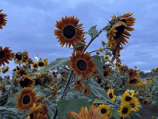 Sunflowers.