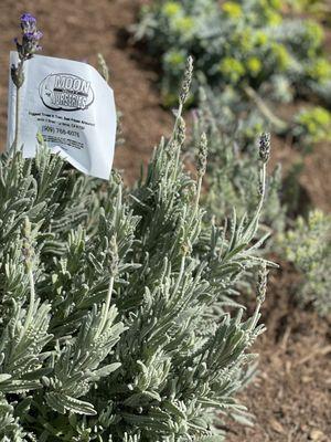 Lavender and Gopher Plant