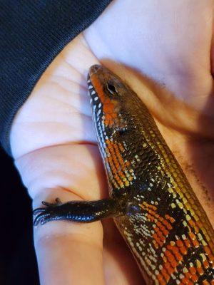 Blitz the Fire Skink stealing warmth... and hearts