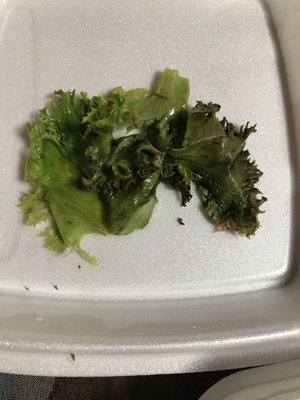 Wilted lettuce from my hamburger