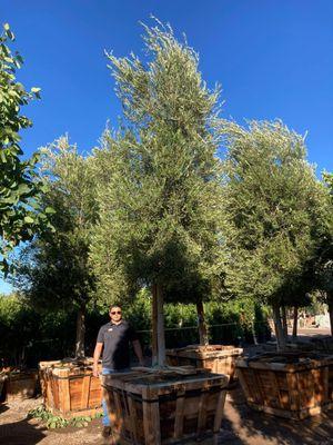 Single truck Olive Trees just landed at our Austin area nurseries.