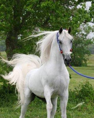 Aga Gamaan champion stallion that lives at Hackberry Arabians. Lush green pastures to graze for your horses.