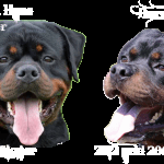 King Rottweilers