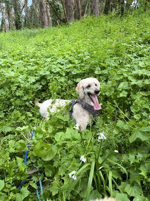 Stella enjoying greener pastures!