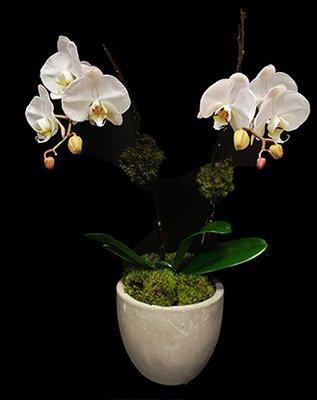 Classic White Orchid