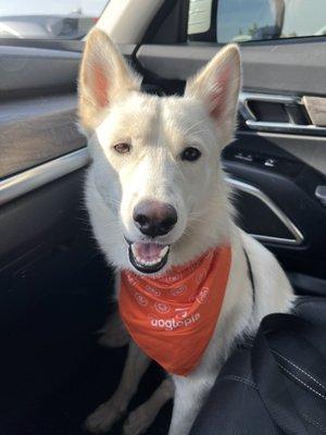 Happy boy!!! He had the best time. The bandana they put on him was a nice touch too.