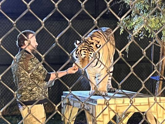 Tiger feeding