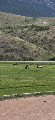 Elk herd like the football field grass