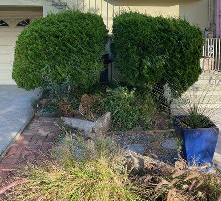 Before with terribly overgrown juniper.