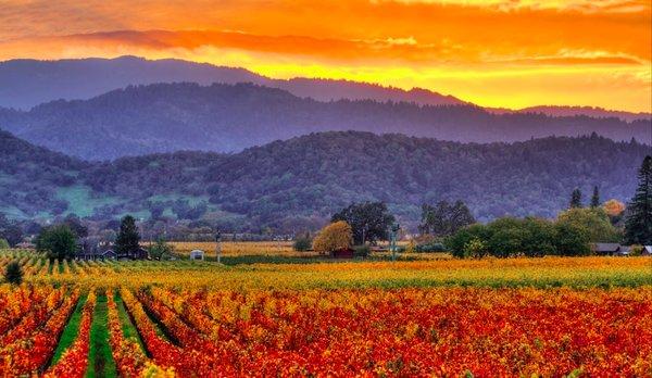 Make the gorgeous Napa Valley your home!