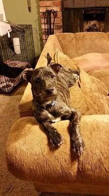 Digger relaxing in his foster home.