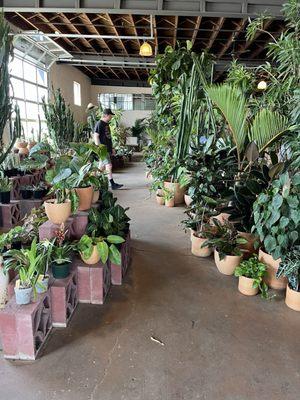 Huge selection of plants