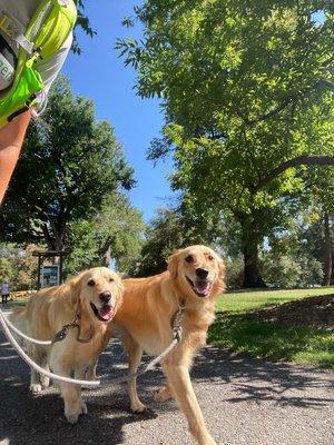 Denver Dog Joggers