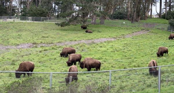 Sunday morning at the Bison Paddock