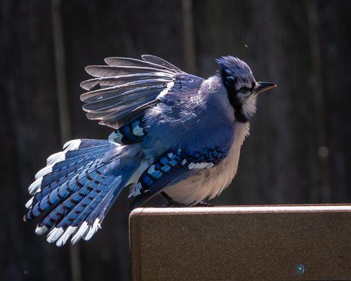 Blue Jay trying to outshine another!