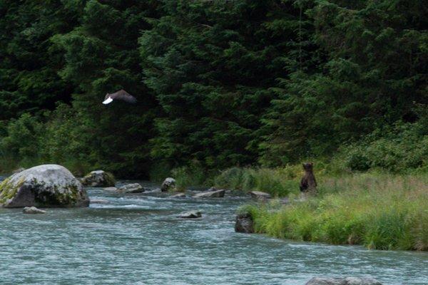 Look closely...bear watches eagle.