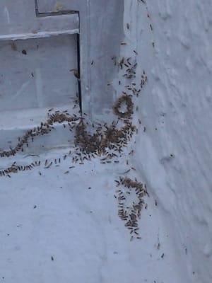 ants feeding on bait that we put down