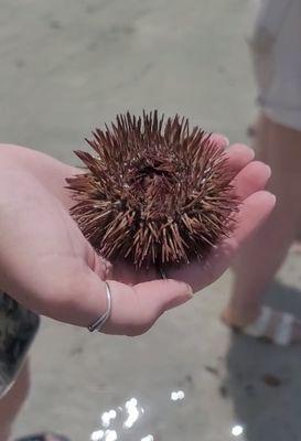 Sea Urchin