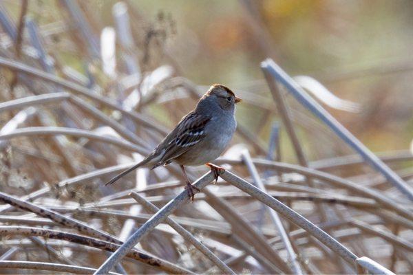 Cosumnes River Preserve